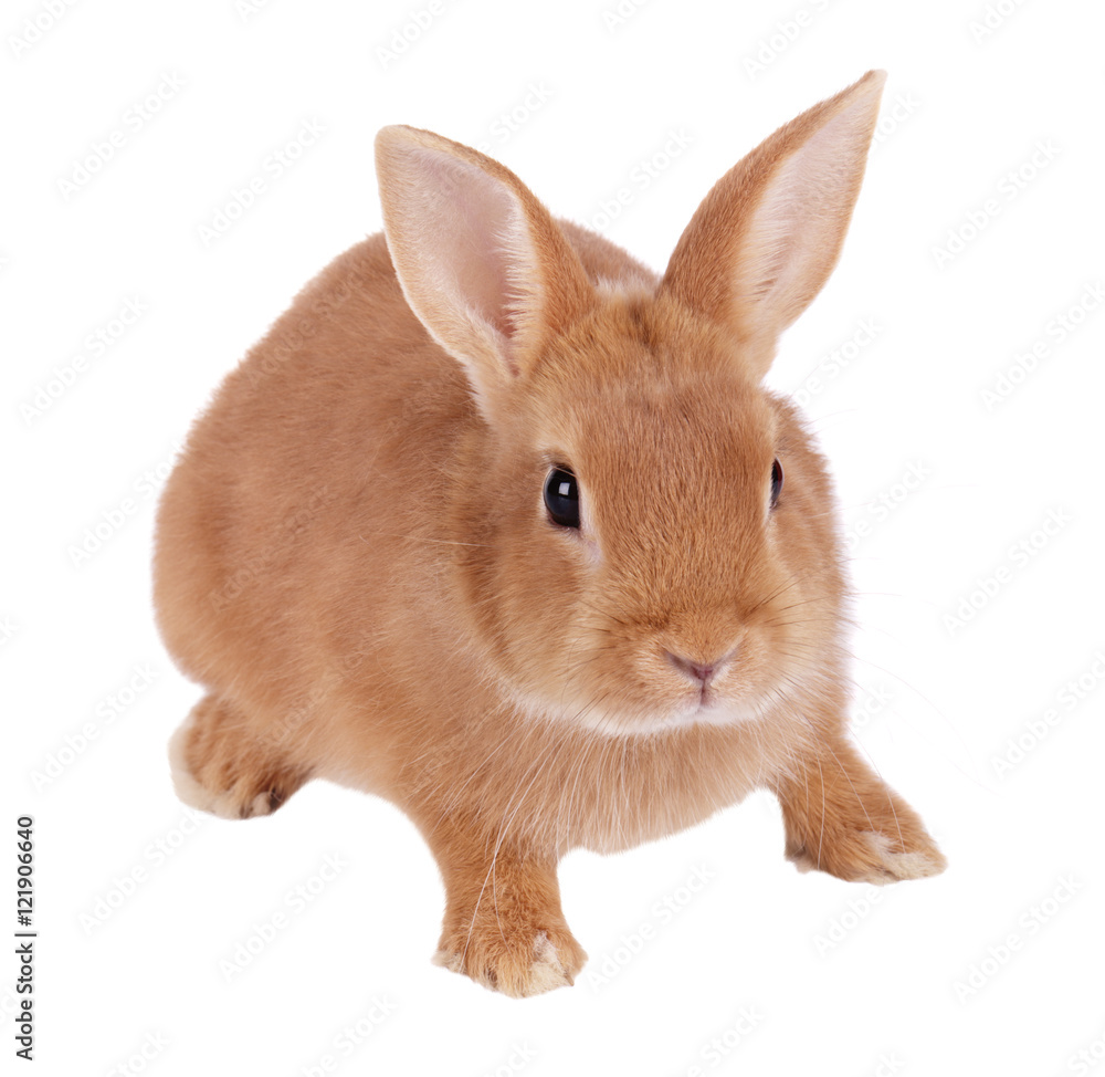 Fototapeta premium Rabbit