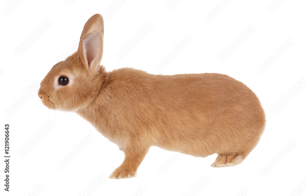 Obraz premium Rabbit