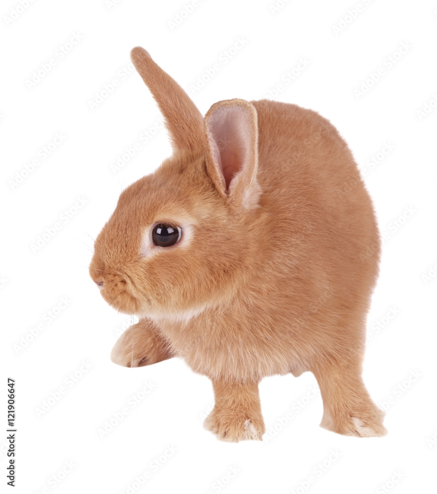 Obraz premium Rabbit