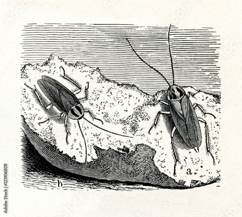 German cockroach (Blattella germanica)  (from Meyers Lexikon, 1895, 7/374/375) photo