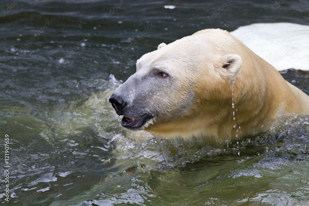 Naklejka premium White bear