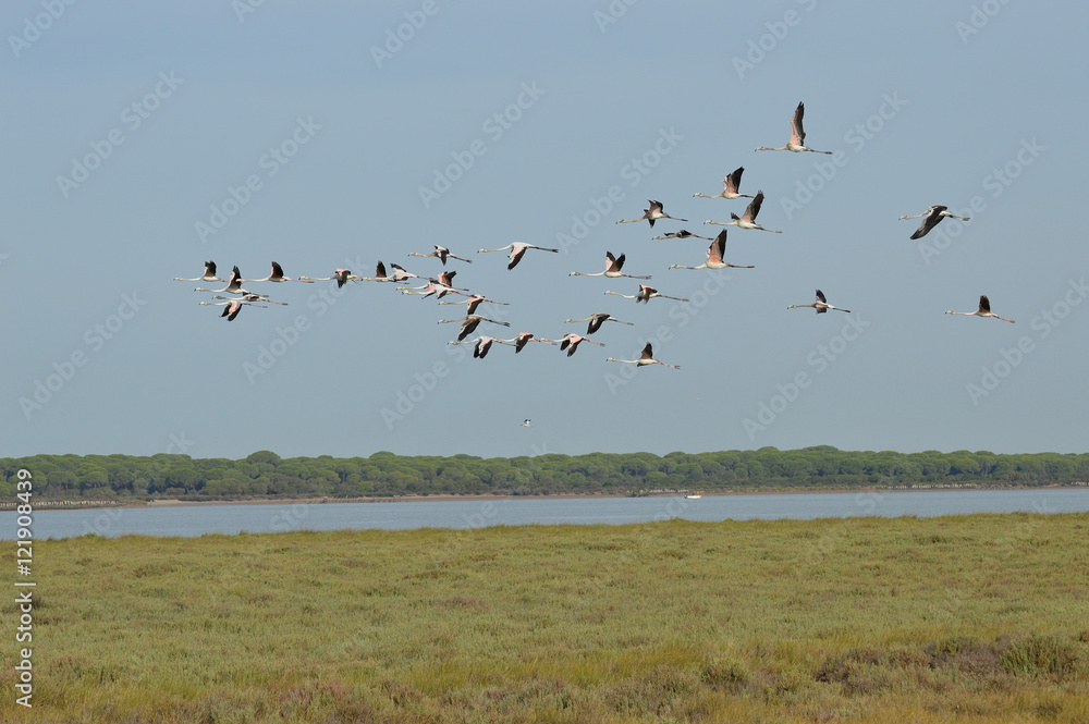 paisajes de marismas y aves en las salinas paisajes de marismas y aves en las salinas