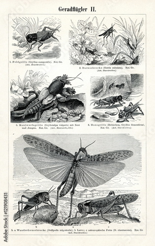 Orthoptera insects 2 (from Meyers Lexikon, 1895, 7/374/375) 
 photo