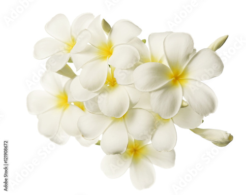 frangipani (plumeria) and sweet flowers in soft color and blur style for background
