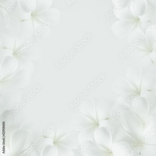 frangipani  plumeria   white flowers on white background    