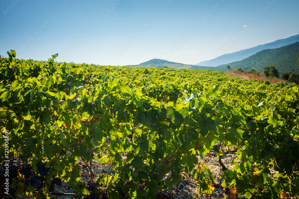 Beautiful vineyard in summer