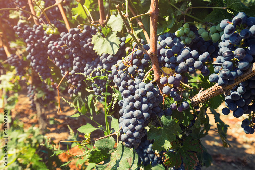 Blue grapes on a vine