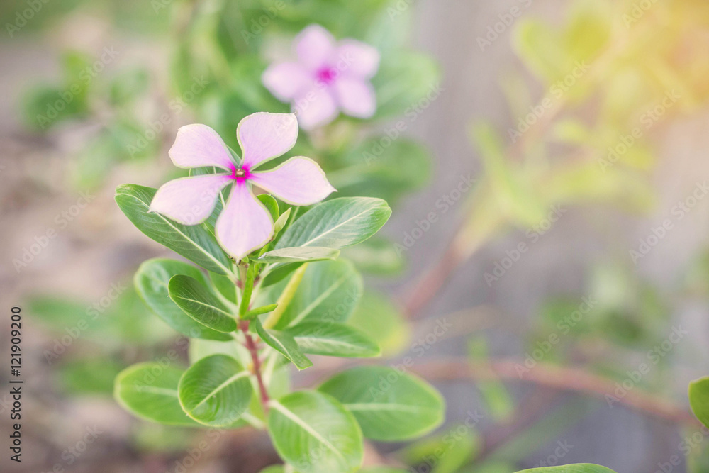 Obraz premium purple flowers in the garden