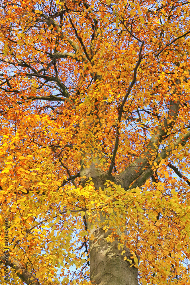 Fall Foliage Fall Foliage