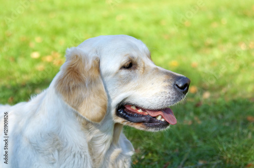 golden Retriever Close-up in the park