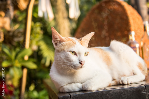 Samui cat