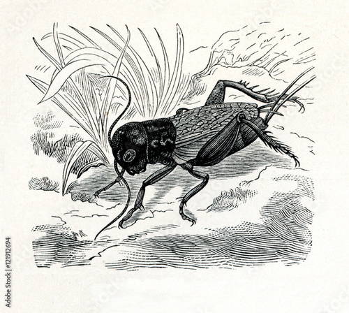 Field cricket (Gryllus campestris) (from Meyers Lexikon, 1895, 7/374/375) 