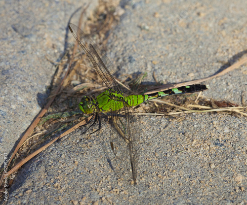 Green dragonfly