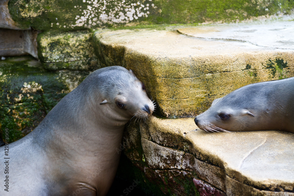 Naklejka premium Pinniped- seal