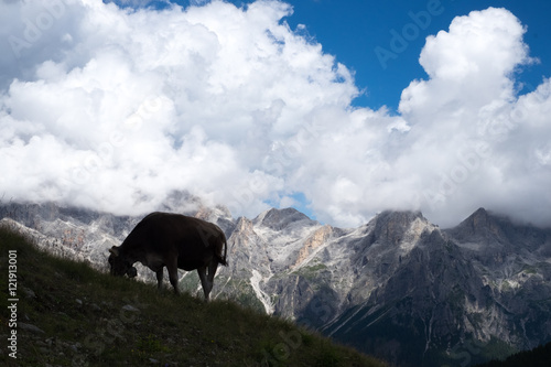 Alpine Cow in silhouette