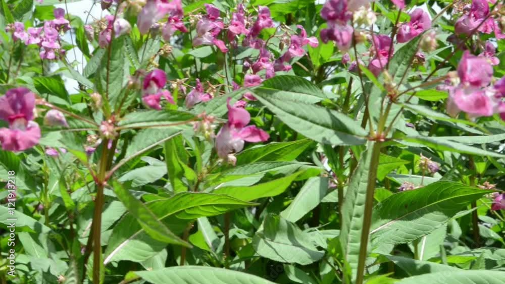 group of Himalayan Balsam (Impatiens glandulifera) blossom group of Himalayan Balsam (Impatiens glandulifera) blossom
