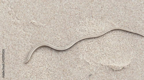 The Anguis fragilis or slow worm snake like limbless lizard on sandy beach