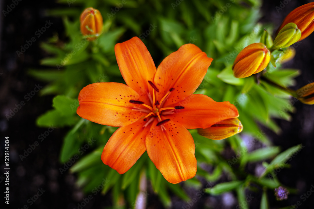Orange flower Orange flower