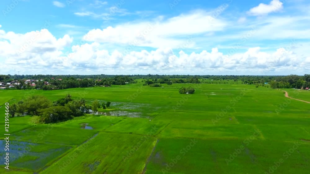 Rice Field Aerial Shot at northeast of Thailand Rice Field Aerial Shot at northeast of Thailand