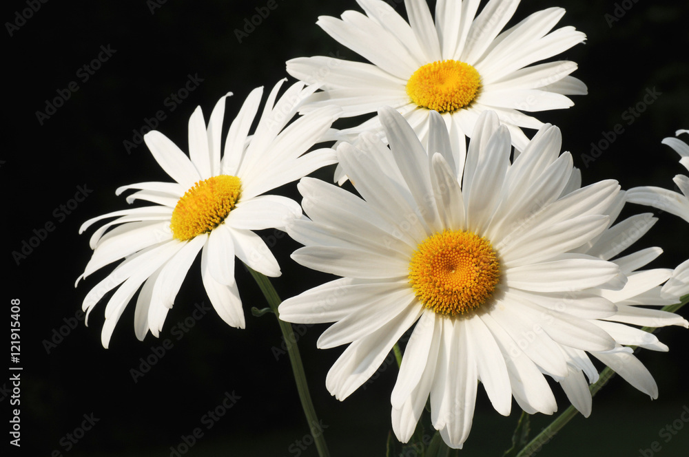 Obraz premium White Marguerite in the nature