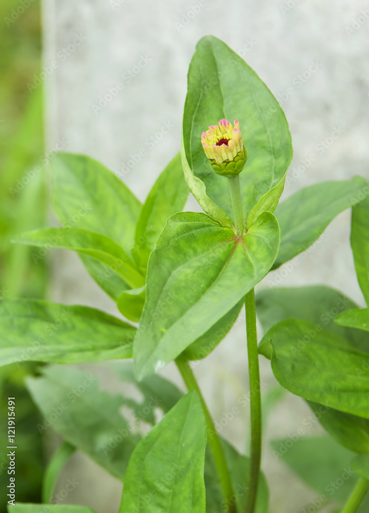 Zinnia Zinnia