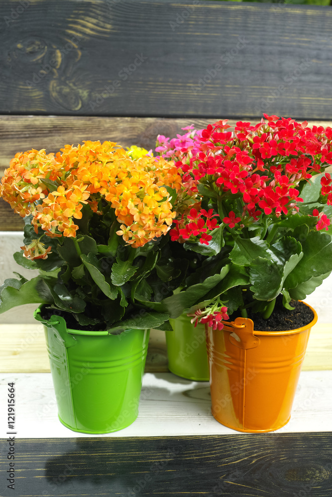Kalanchoe (Saxifragales Crassulaceae Kalanchoe) flower in small buckets