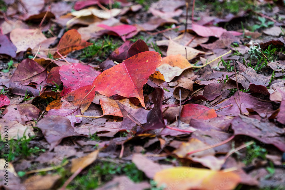 fall plant leaves on the ground during autumn in Japan fall plant leaves on the ground during autumn in Japan