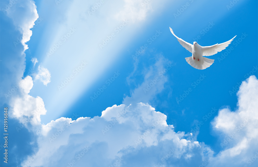 Naklejka premium Biały gołąb latający w promieniach słońca wśród chmur