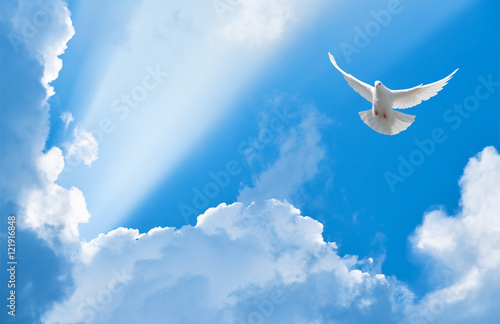 Fotografering White dove flying in the sun rays among the clouds