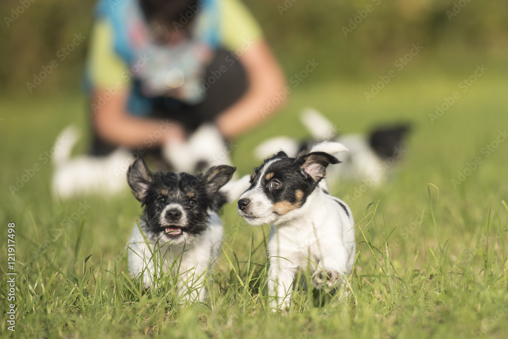 puppies rund  and play in the meadow - 7,5 weeks old - jack russell terrier 