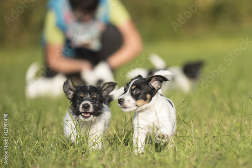 puppies rund and play in the meadow - 7,5 weeks old - jack russell terrier 