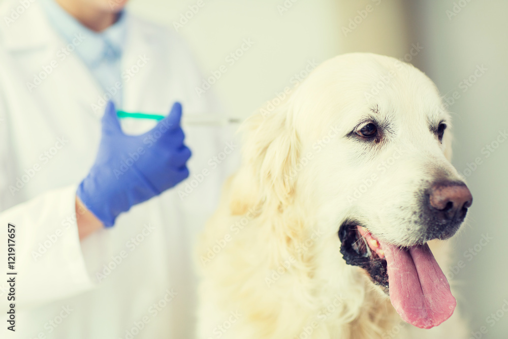 close up of vet making vaccine to dog at clinic