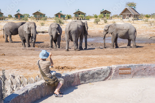 Canvas Print Tourist photographing Elephants with smartphone, very close to the herd