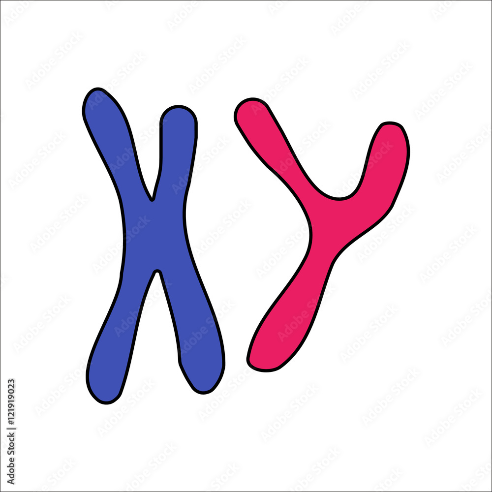 X and Y chromosome flat sign icon on background X and Y chromosome flat sign icon on background