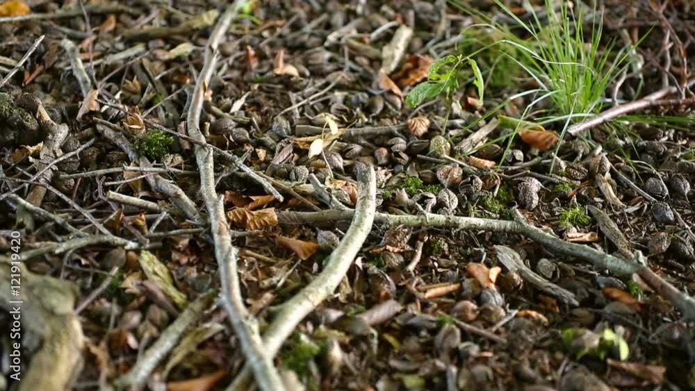 Panning over a forest floor with dried leaves and twigs on an autumn day Panning over a forest floor with dried leaves and twigs on an autumn day