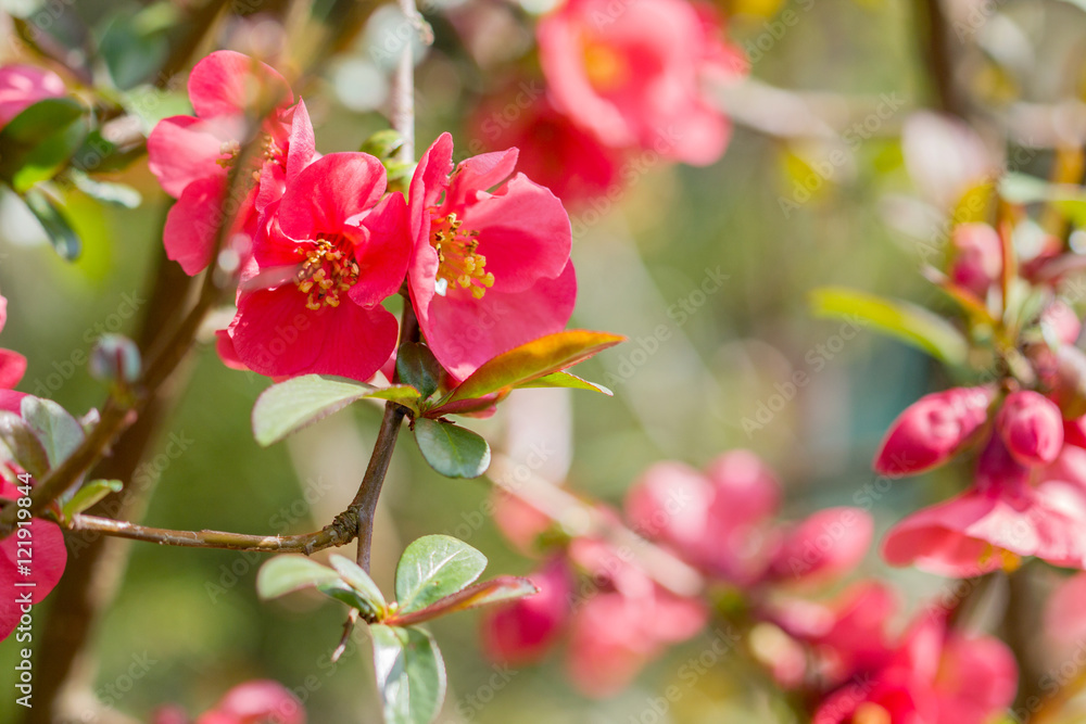 Obraz premium Blüte einer Zierquitte