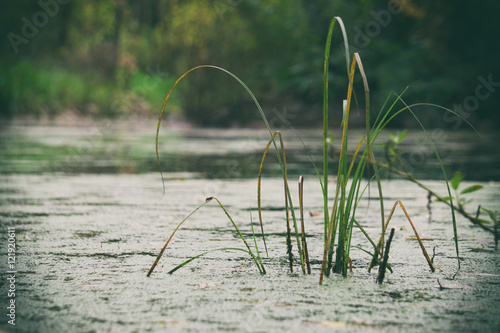 Canvastavla Green grass growing in the marsh, autumn nature