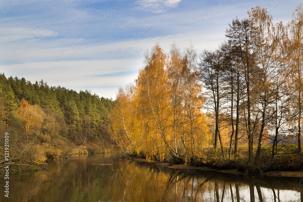 Autumn river bank with orange leaves on birches