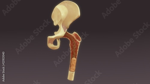 Quadro em tela Bone marrow