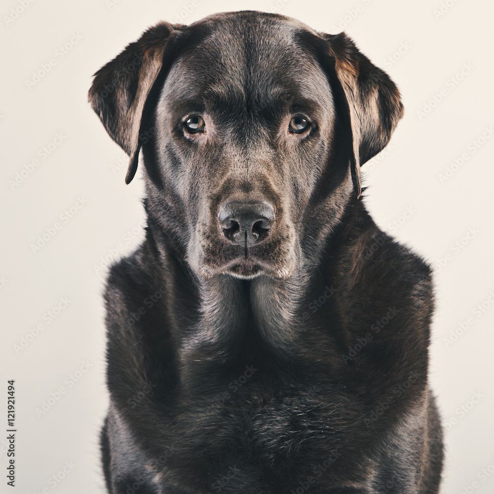 Striking Studio Portrait of Adult Chocolate Labrador