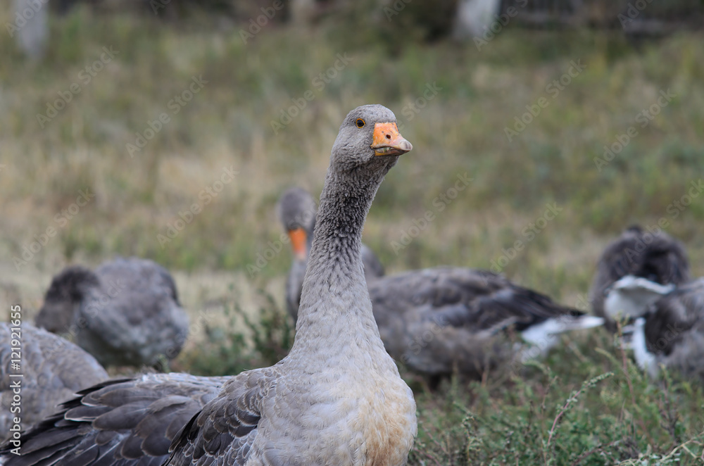 Group of gray geese grazing in the meadow. Group of gray geese grazing in the meadow.
