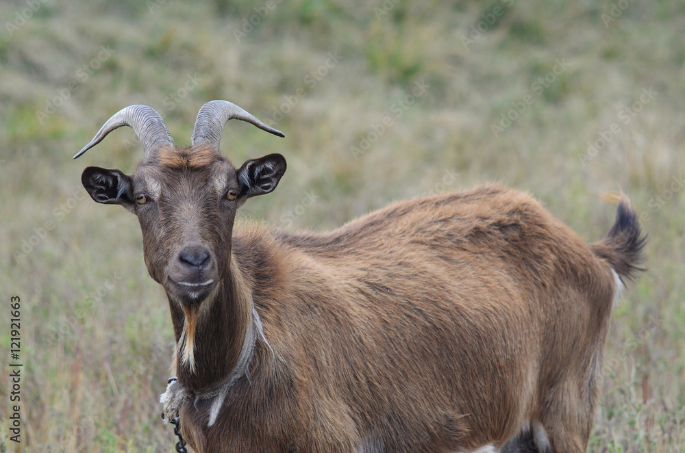 Goat with long horns grazing in the meadow. Goat with long horns grazing in the meadow.