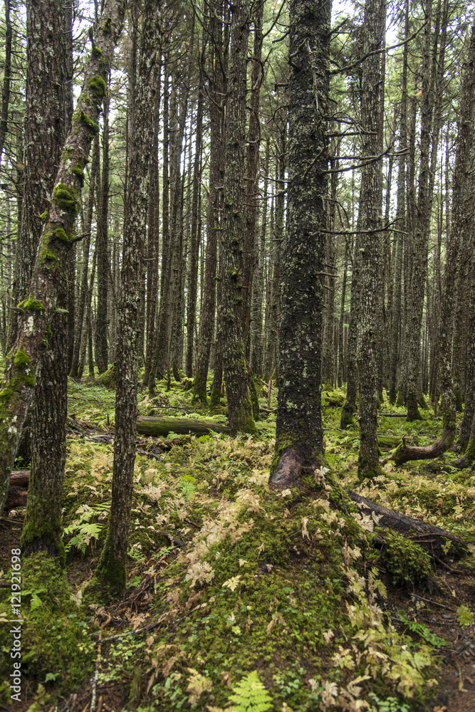 Fototapeta premium Green Forest