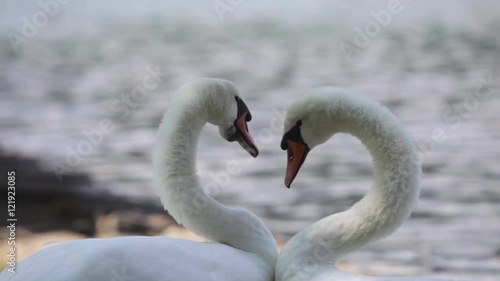 Color footage of two swans moving their necks.