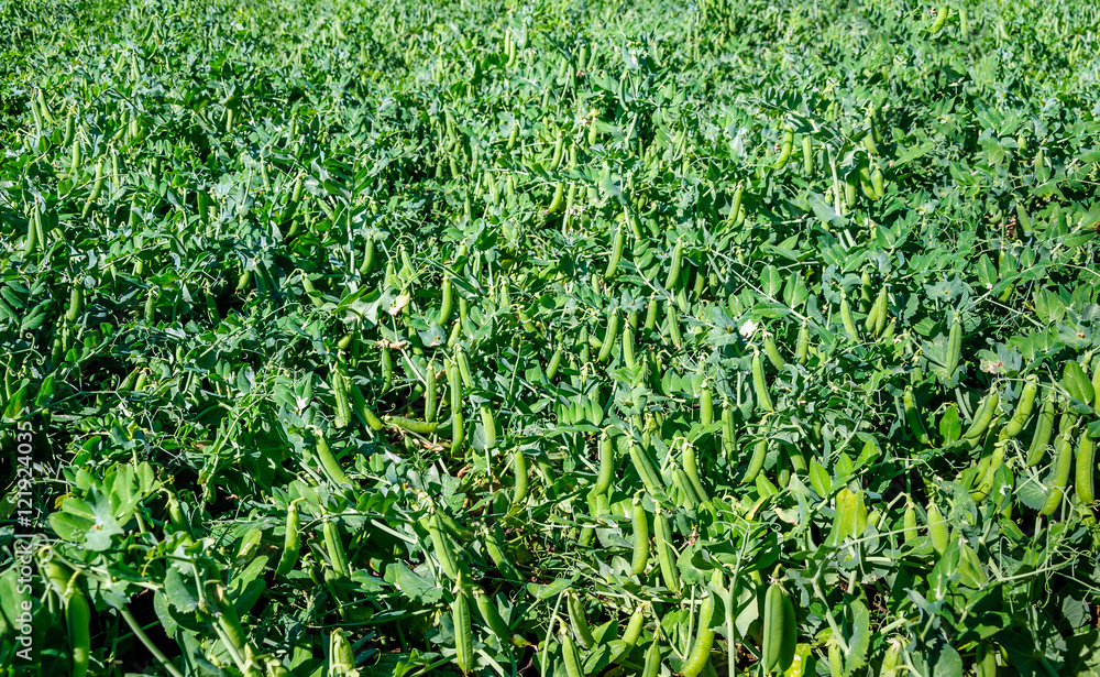 Ripe pods with garden peas in a large field Ripe pods with garden peas in a large field