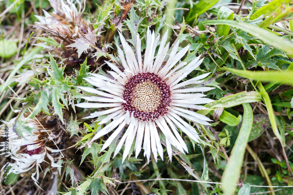 Stemless flower plant Carlina acaulis Stemless flower plant Carlina acaulis