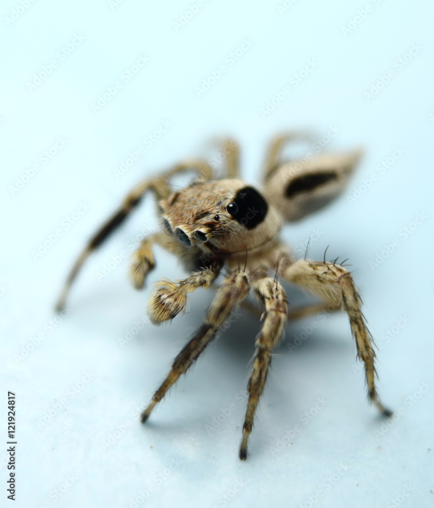 Jumping Spider