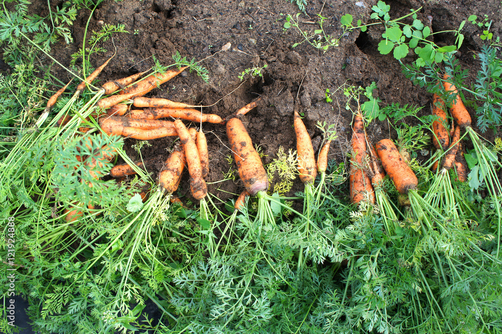 Collected fresh carrots on the ground in the garden, top view
