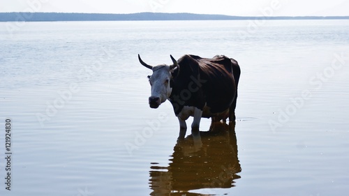 Wallpaper Mural Корова в воде Torontodigital.ca
