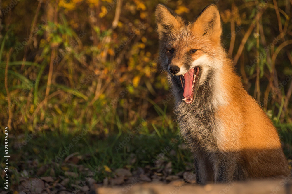 Fototapeta premium fox at sunset